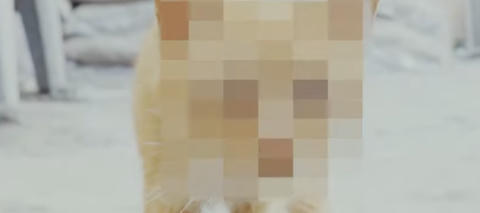 Animal com rosto borrado